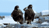 16B5FCD8-E7BC-4A55-AD22-739EF7DCA033.gif