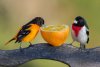 web_groombaltimoreoriole-and-a-male-red-breasted-grosbeak.jpg