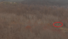 bird1.PNG