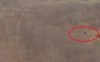 bird2.PNG