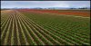 Tulip-Fields-02-Pano.jpg
