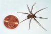 Brown-recluse-coin-edit.jpg