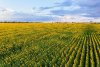 DJI_0752.jpg