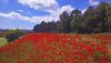 peratallada_poppy_fields.jpg