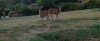 8-3-20 m2p Deer 123.jpg