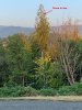 Drone in tree.jpg