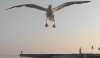 seagull.jpg