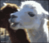 IMG_7954.GIF