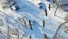 Canada Geese2.jpg