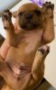 puppy 4 weeks  crop.jpg