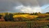 Rainbow over Vineyard.jpg
