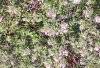 DJI_0017.crop.jpg