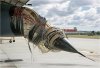 F111_A8_112_Birdstrike_sized.jpg