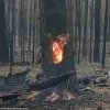 tree_fire.jpg