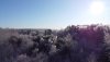 icy trees 1.JPG