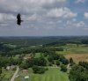 buzzard 2.jpg