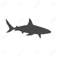 SharkWatch