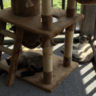 Dronepoodle