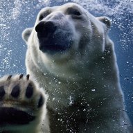 Polar