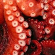 Octopus.Violinus