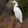 No_Egrets