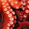 Octopus.Violinus