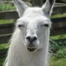 DefiantLlama