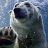 Polar