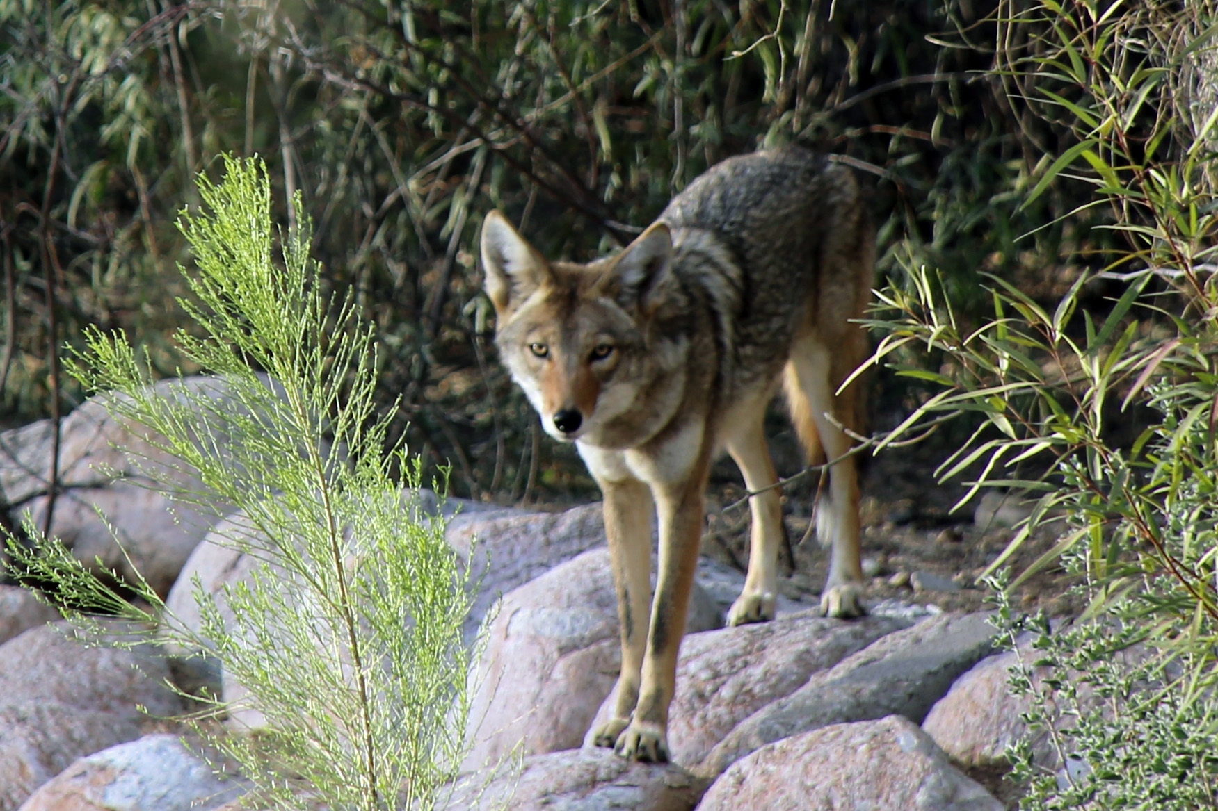 2016_2_23_Coyote_3.JPG