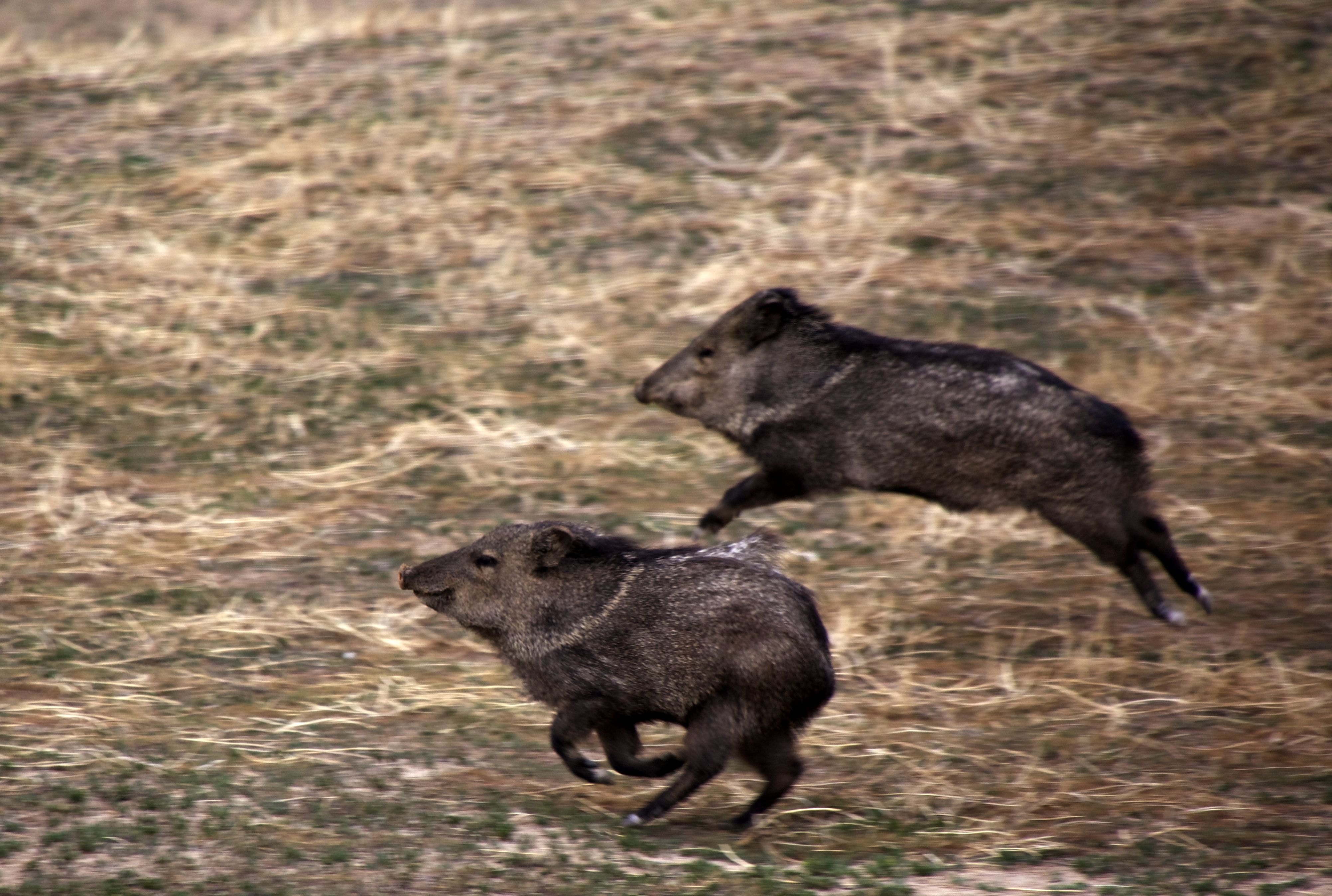 2017-02-17 2 Javelinas Running Abandoned Golf Course.jpg