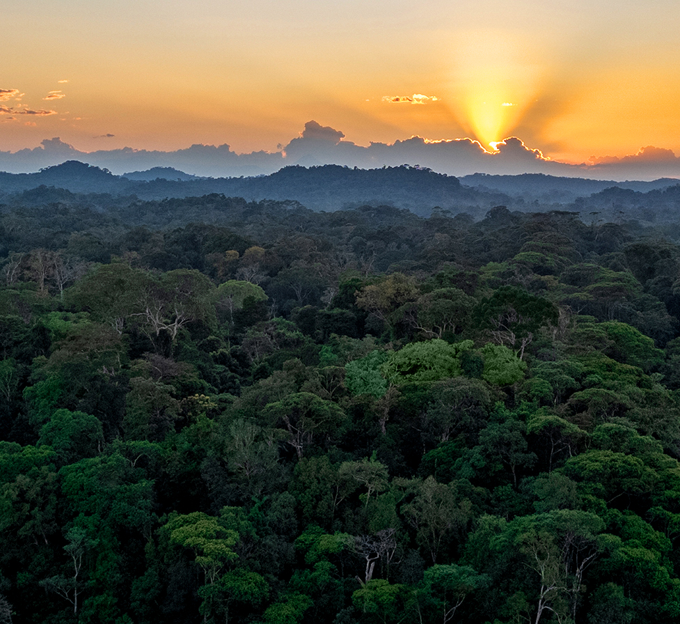 Jungle Sunset