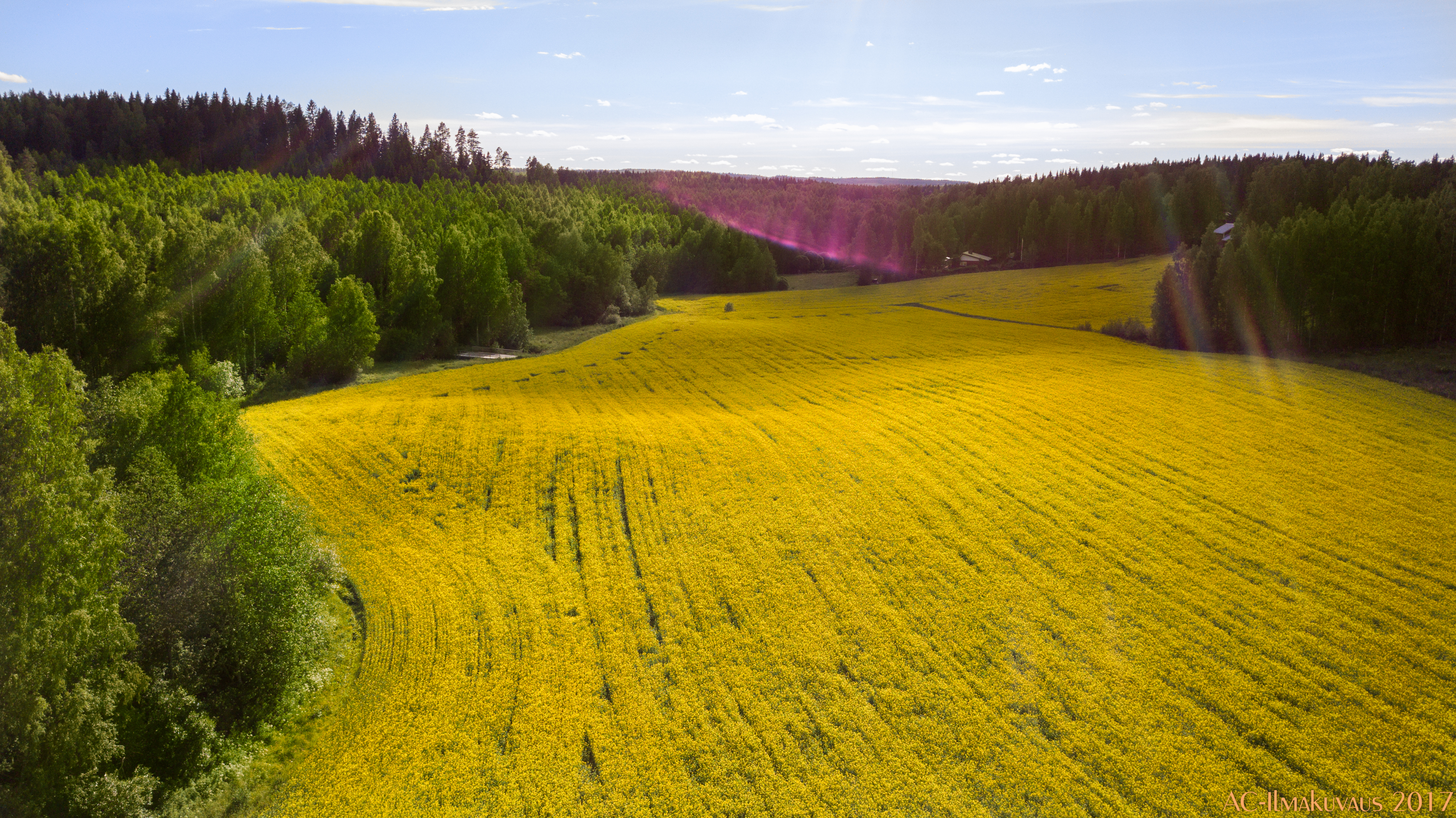 Rapeseed-field