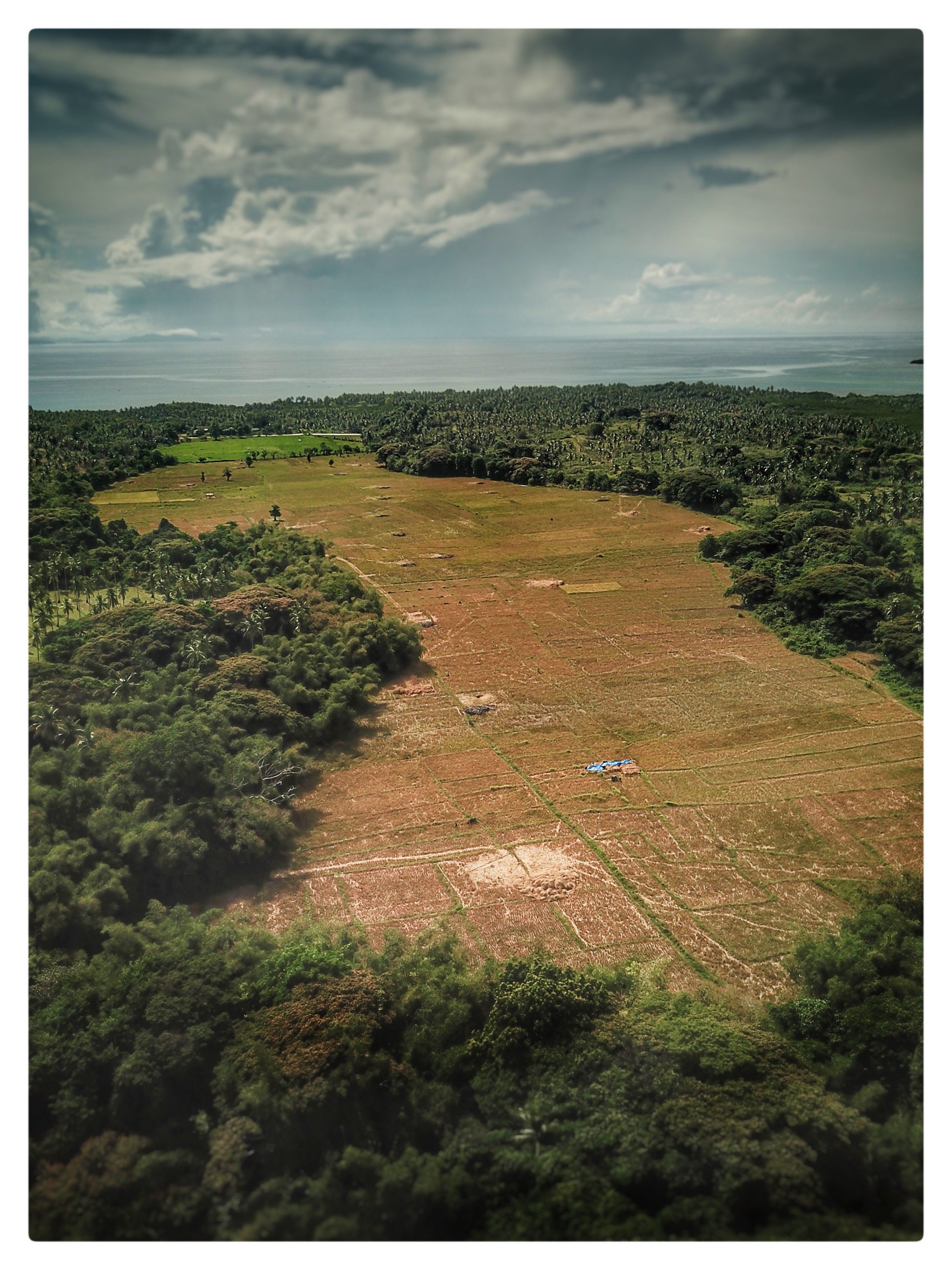 Rice Harvest